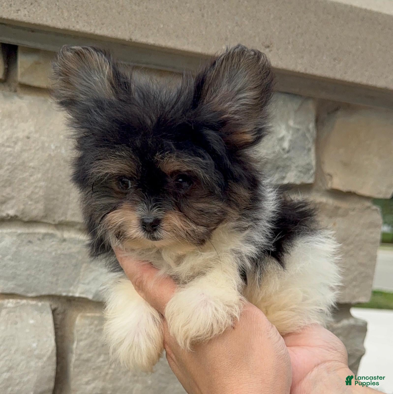 Mixed Breed dogs Designer Breed Yorkishire Terrier, Pomeranian Mix Puppy Female DaisyTimmy - Ad 35