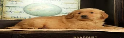 Golden Retriever dogs for sale: Chip - Ad 4