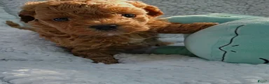 Maltipoo 1