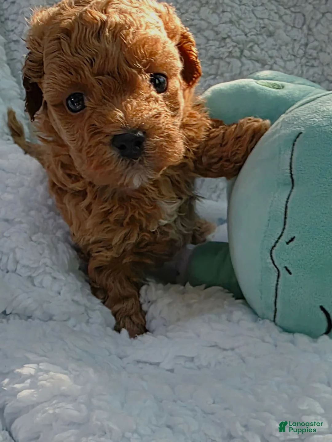 Maltipoo dogs for sale: Maltipoo 1 - Ad 1