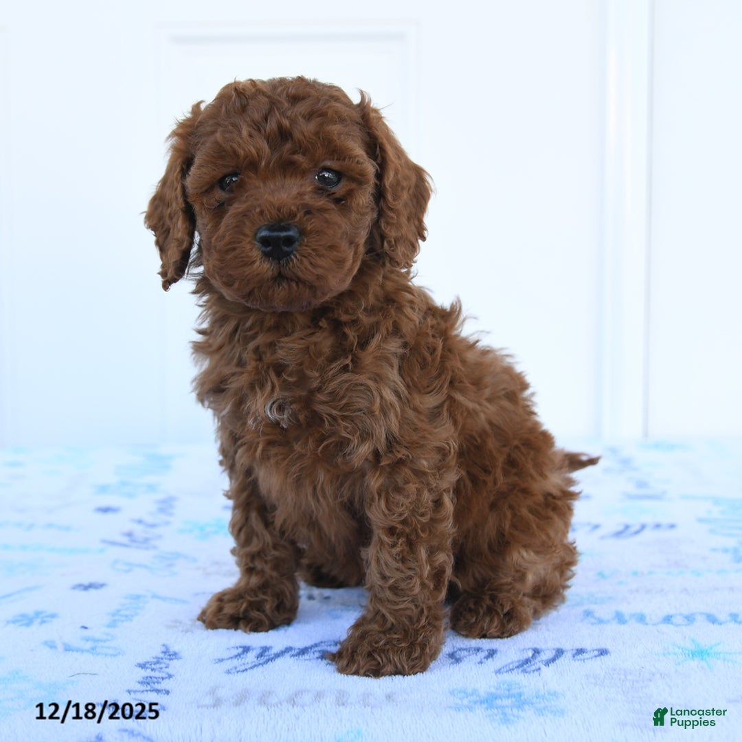 Miniature Poodle dogs for sale: Griffon - Ad 1