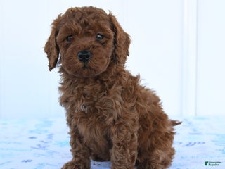 Miniature Poodle dogs Griffon - Ad 30