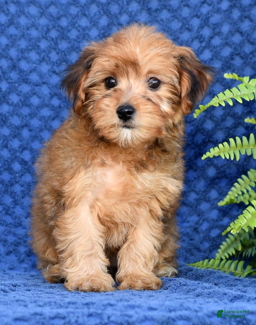 Terrier Mix Puppies Yorkie Poo Maltese Yorkiepoo Litter Of Puppies