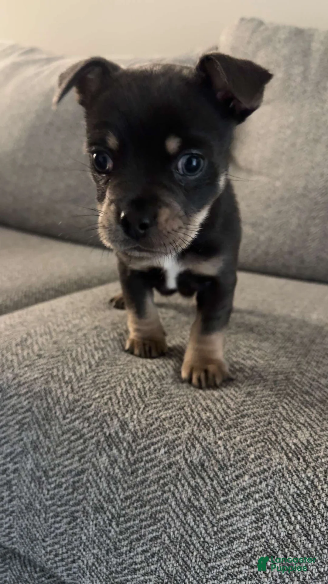 Mixed Breed dogs for sale: Mixed Breed Puppy 1 - Ad 2