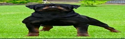 Rottweiler dogs for sale: Belize  - Ad 8