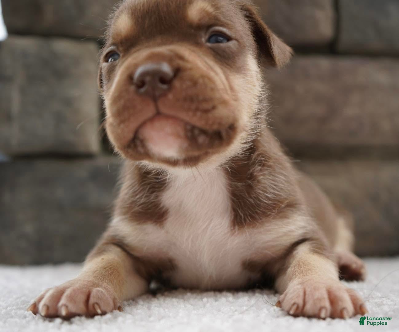 American Bully dogs Boy 4 - Ad 9