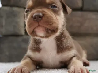 American Bully dogs Boy 4 - Ad 9