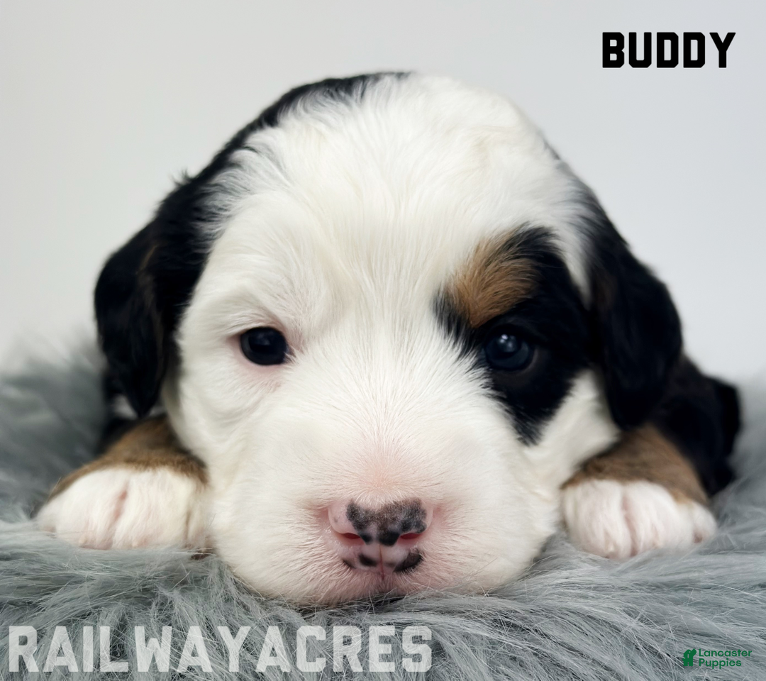 Mixed Breed dogs for sale: Buddy - Ad 1
