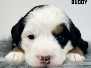 Mixed Breed dogs Buddy - Ad 13