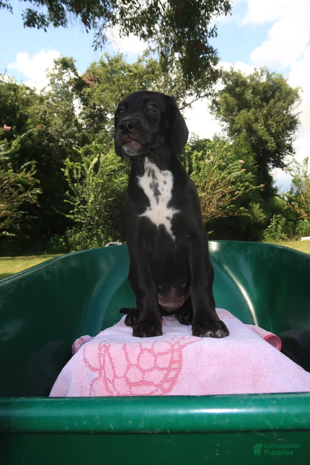 Mixed Breed dogs for sale: Betty - Ad 2