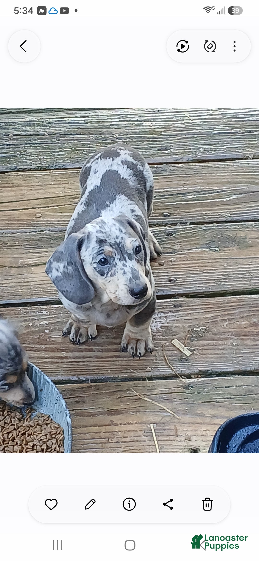Dachshund dogs for sale: Chester - Ad 6