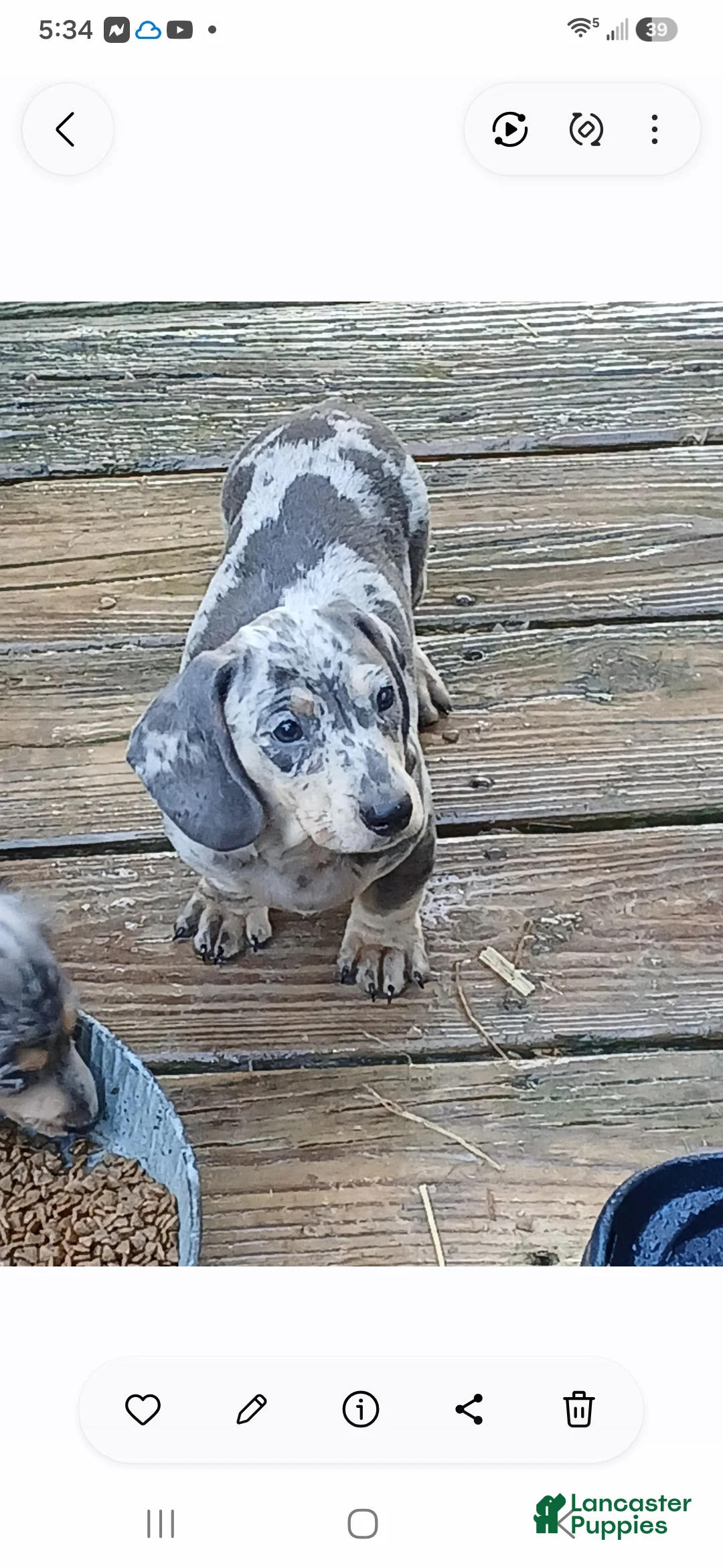 Dachshund dogs for sale: Chester - Ad 1