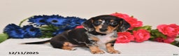 Miniature Dachshund dogs for sale: Abby - Ad 4