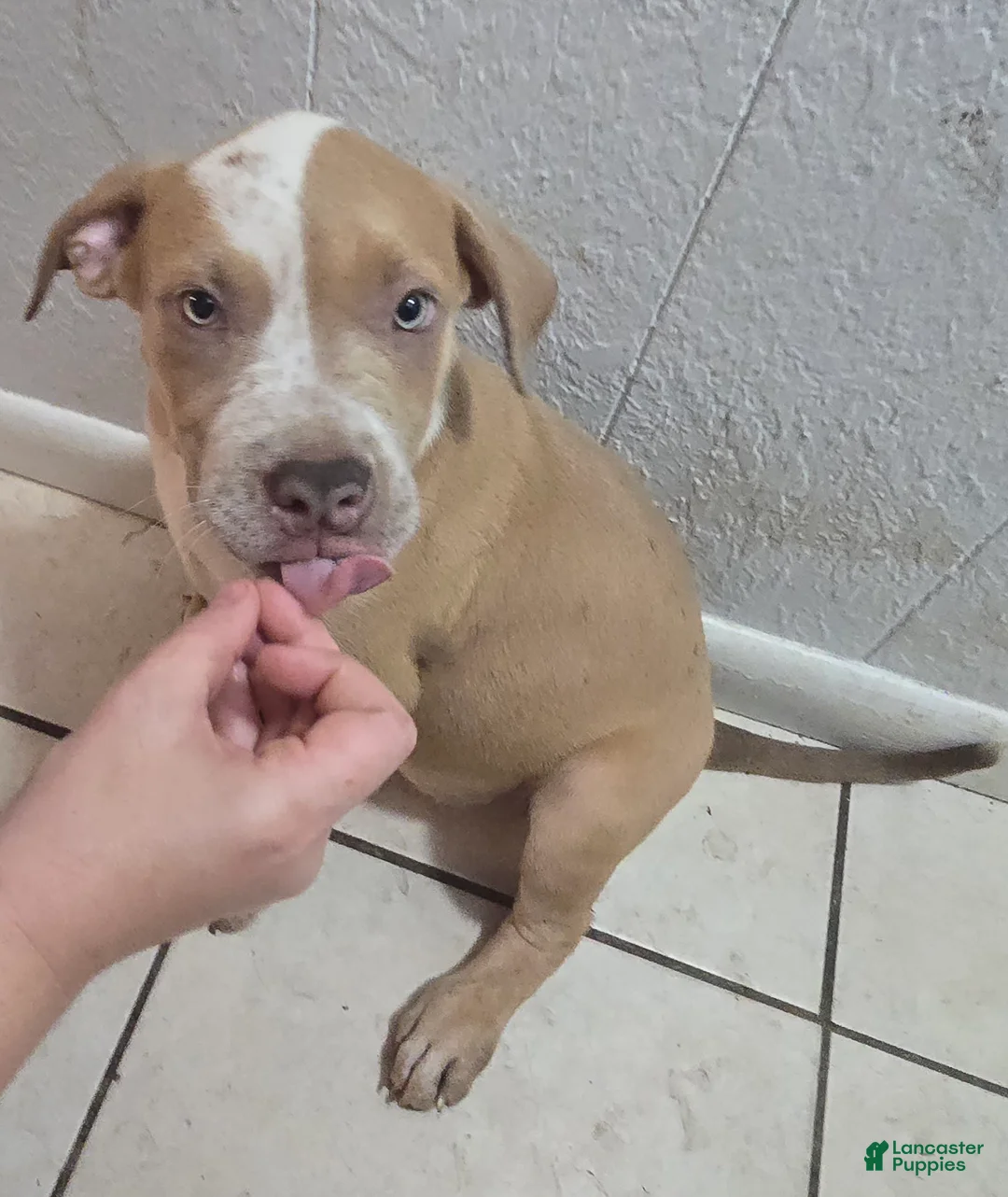 American Bully dogs for sale: American Bully Puppy 2 - Ad 1