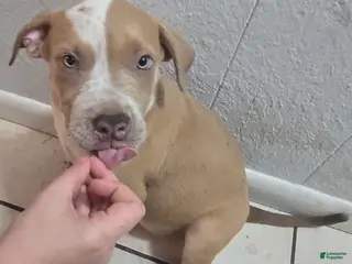 American Bully dogs American Bully Puppy 2 - Ad 4