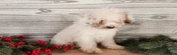 Mini Bernedoodle dogs for sale: Rudolph - Ad 10