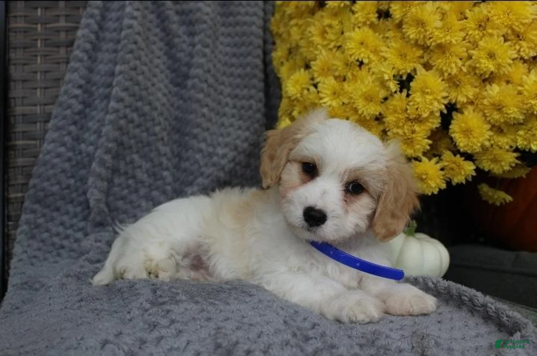 Cavachon dogs for sale: Rover - Ad 7