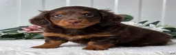 Miniature Dachshund dogs for sale: Rover - Ad 4