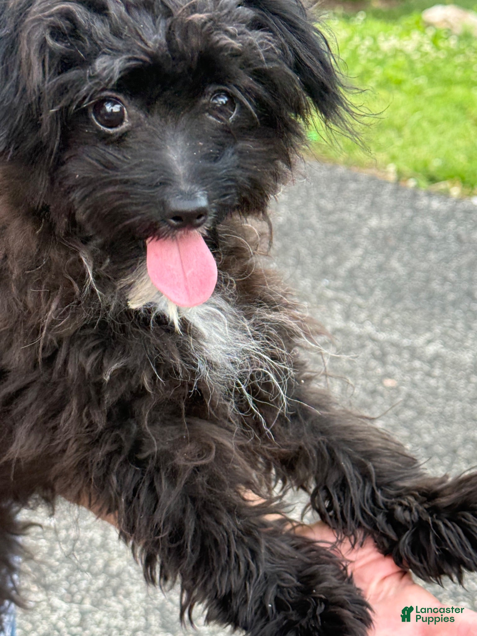 Pomapoo dogs Pomapoo 1 - Ad 1