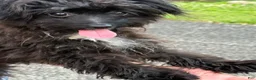 Pomapoo dogs for sale: Pomapoo 1 - Ad 1