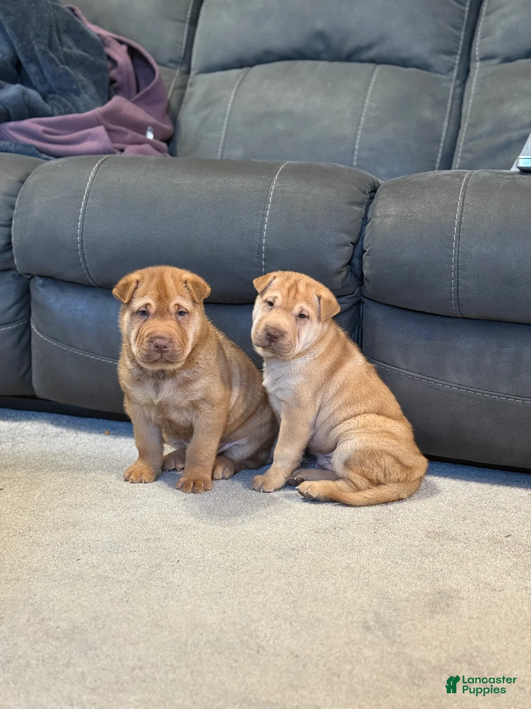 Mixed Breed dogs for sale: Fancy - Ad 2
