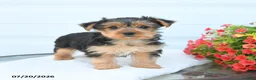 Morkie dogs for sale: Lucy - Ad 4