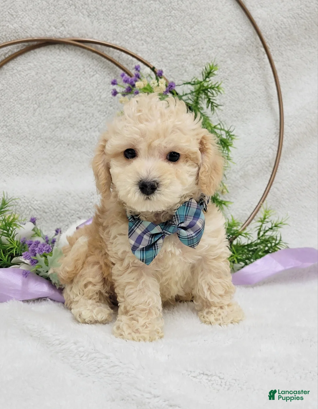 Maltipoo dogs for sale: Biscuit  - Ad 2