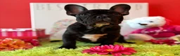 French Bulldog dogs for sale: French Bulldog Puppy 1 - Ad 1