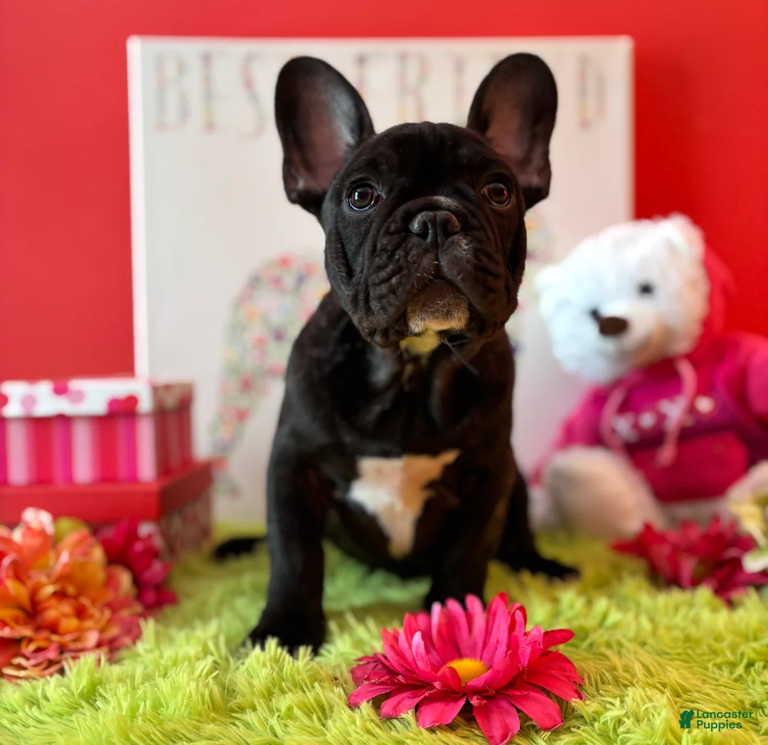French Bulldog dogs for sale: French Bulldog Puppy 1 - Ad 1
