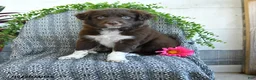 Border Collie dogs for sale: Rocky - Ad 1