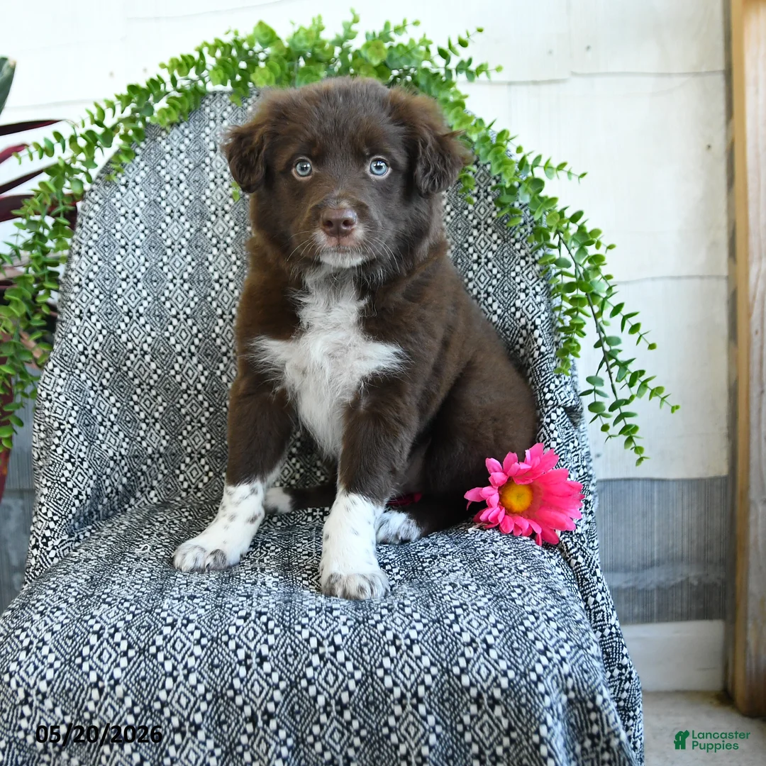 Border Collie dogs for sale: Rocky - Ad 1