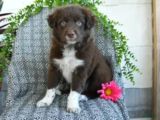 Border Collie dogs for sale: Rocky - Ad 2