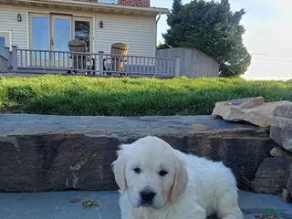 Golden Retriever dogs for sale: Golden Retriever Puppy 4 - Ad 4