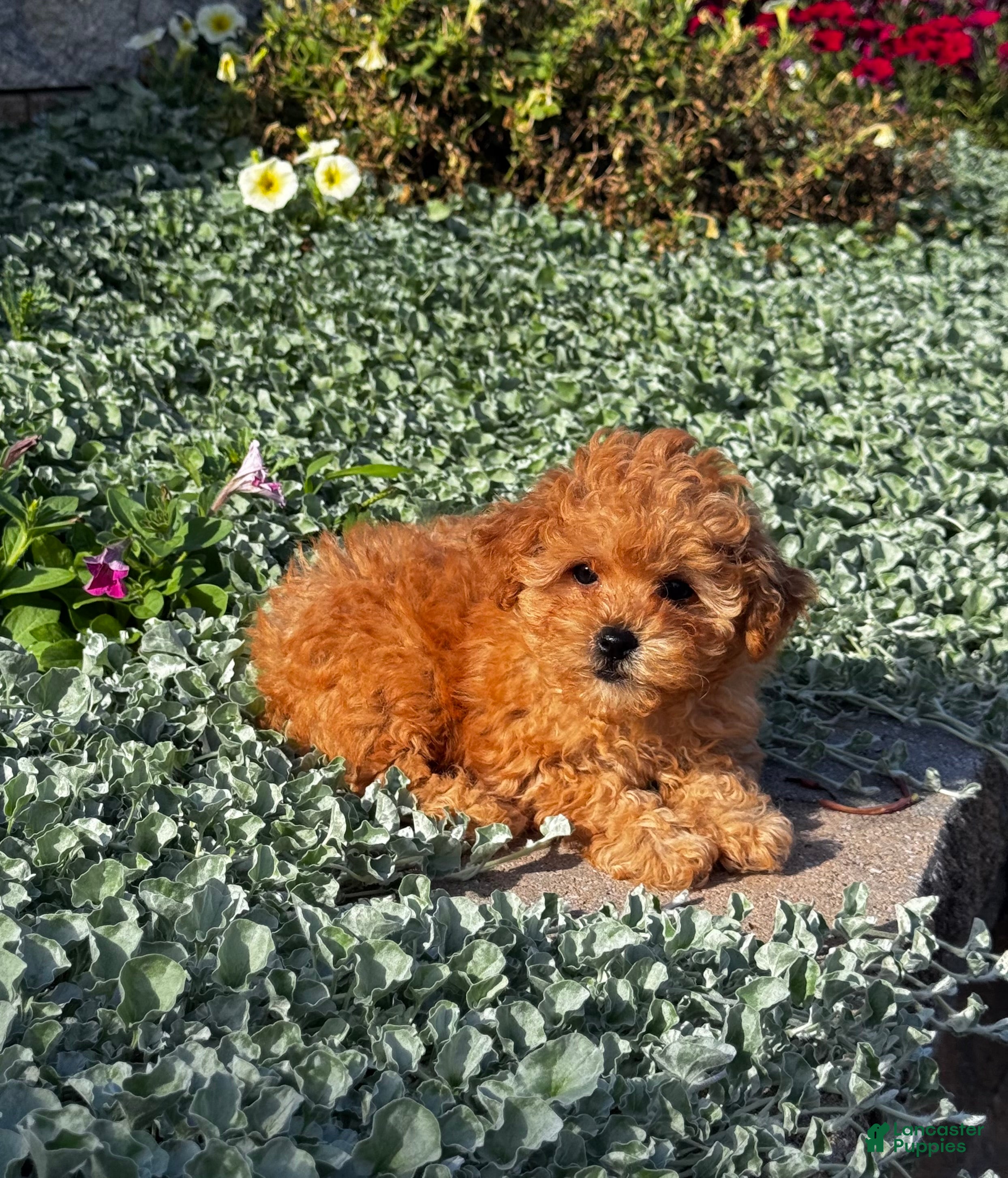 Toy Poodle dogs Little Paisley - Ad 41
