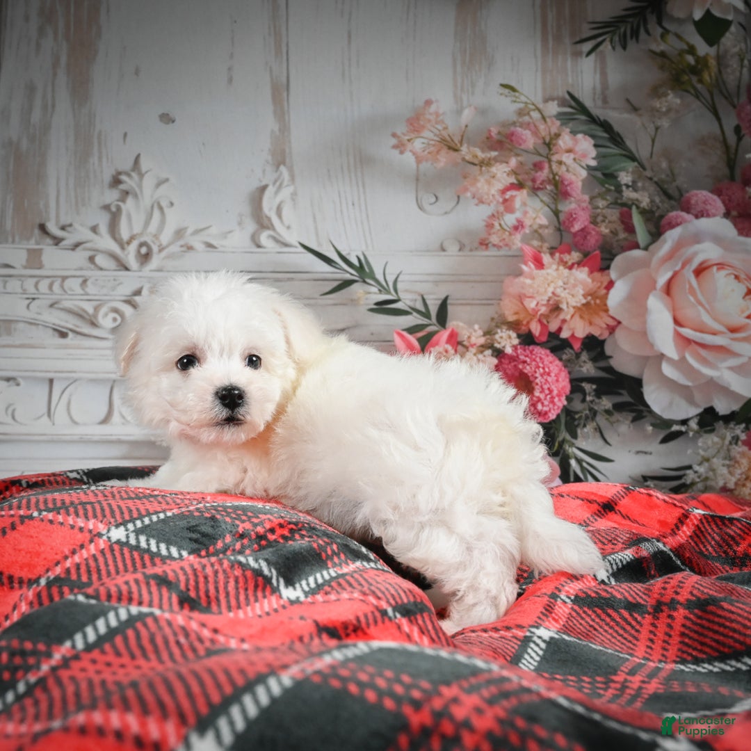 Bichon Frise dogs for sale: Meverick - Ad 9
