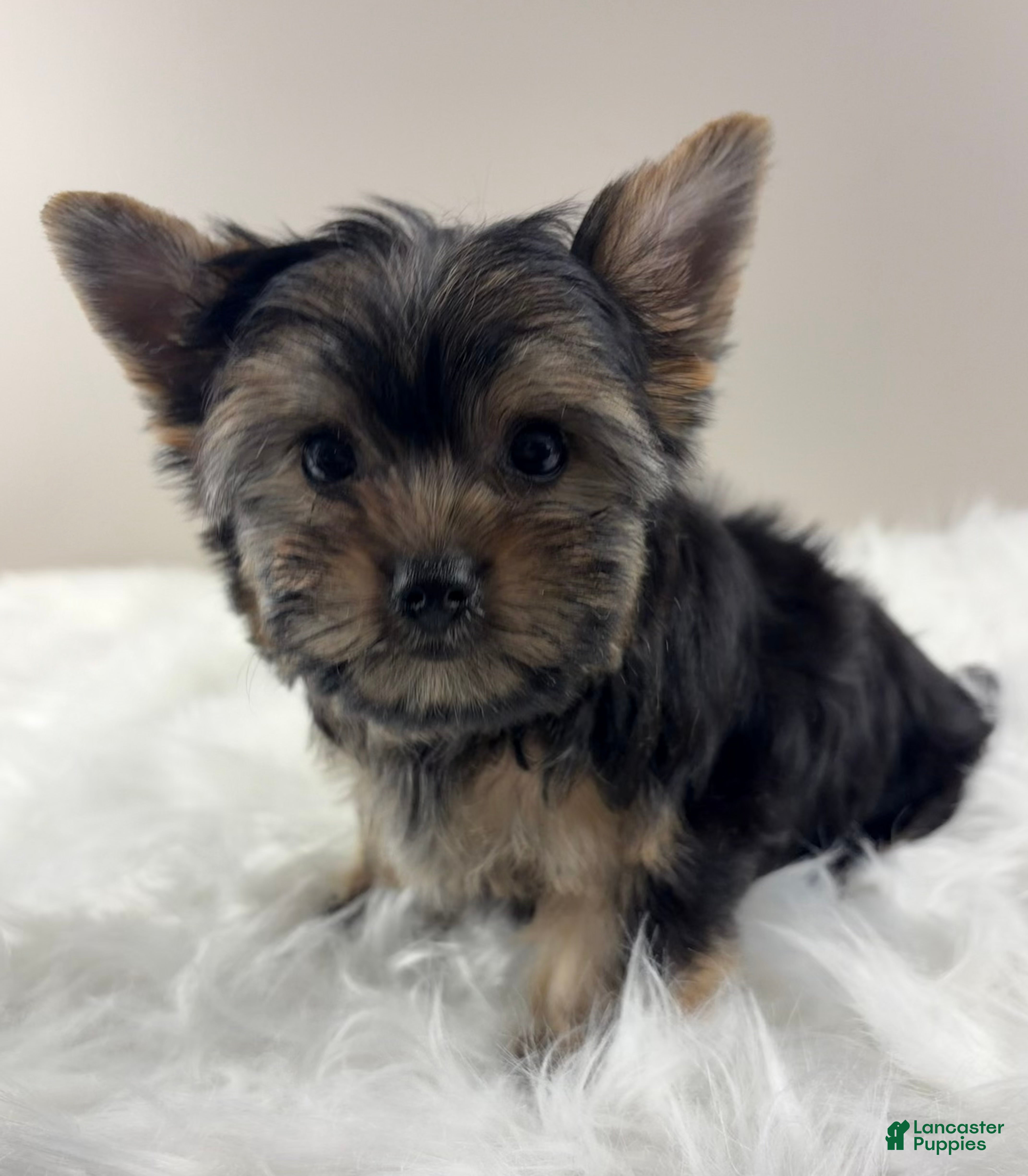Yorkshire Terrier dogs AJ - Ad 2