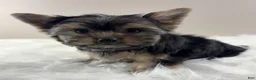 Yorkshire Terrier dogs for sale: AJ - Ad 2