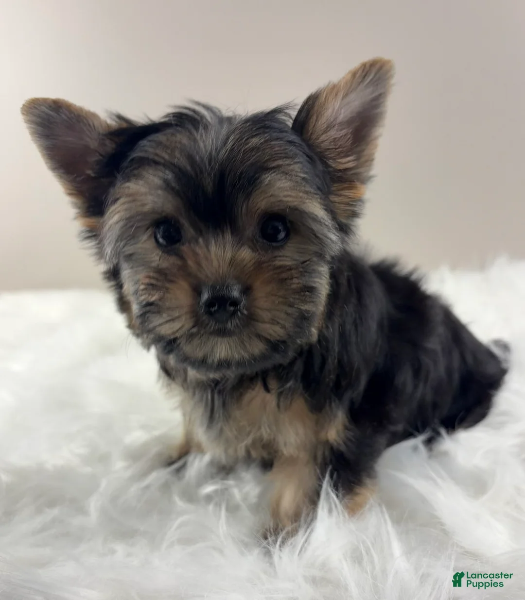 Yorkshire Terrier dogs for sale: AJ - Ad 2