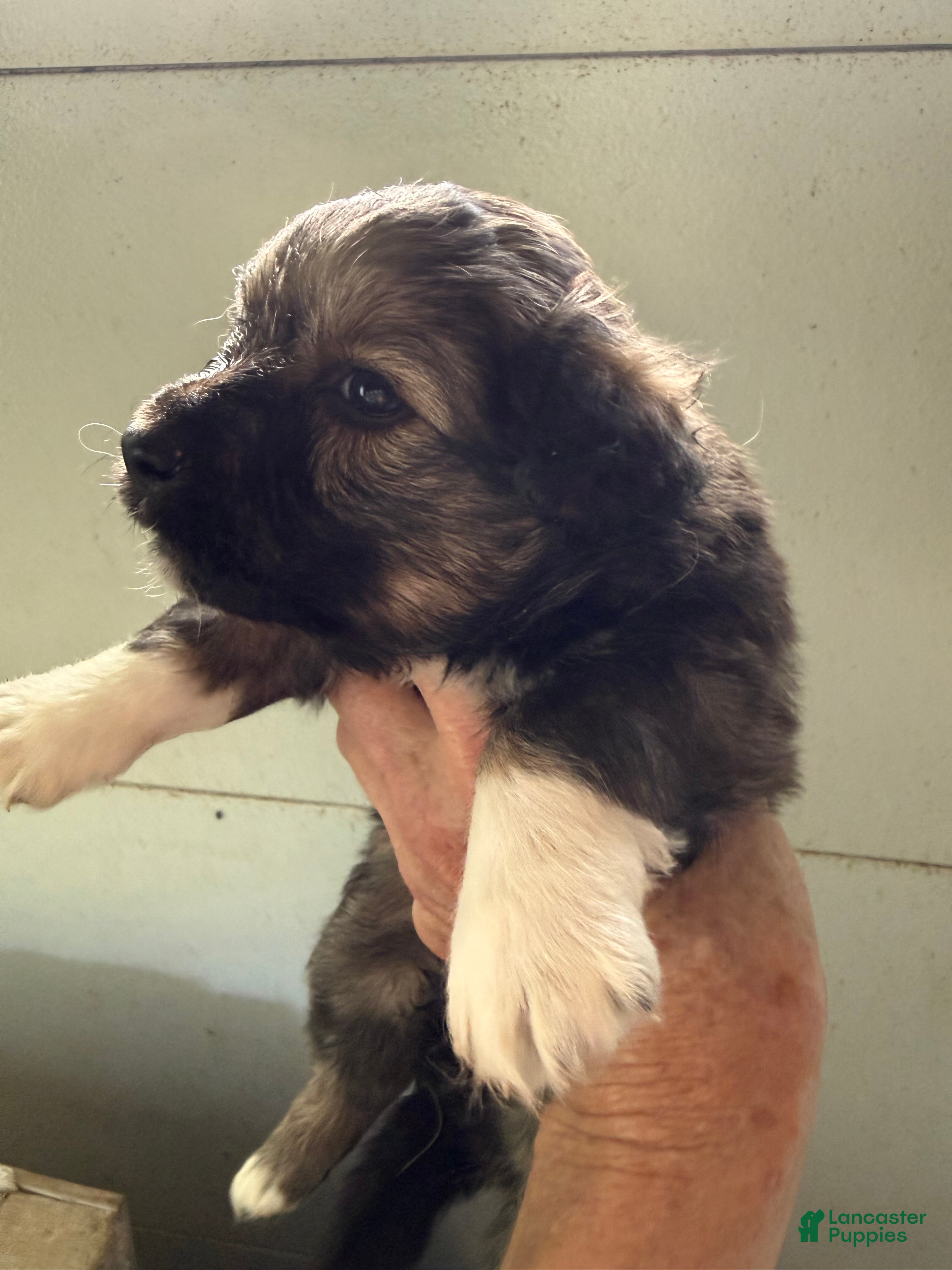 Mixed Breed dogs Cece - Ad 27