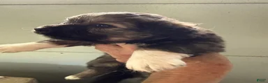 Cece