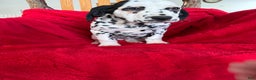 Dalmatian dogs for sale: Talia - Ad 8