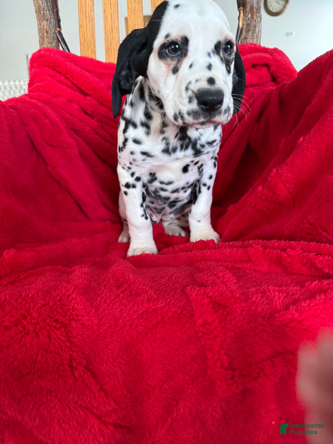 Dalmatian dogs for sale: Talia - Ad 8