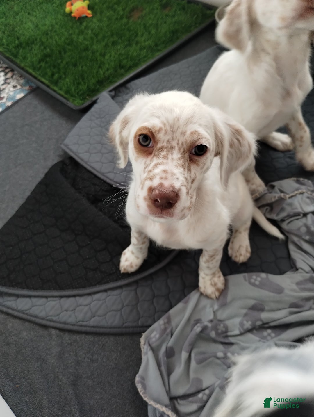 English Setter dogs for sale: Cranberry  - Ad 1