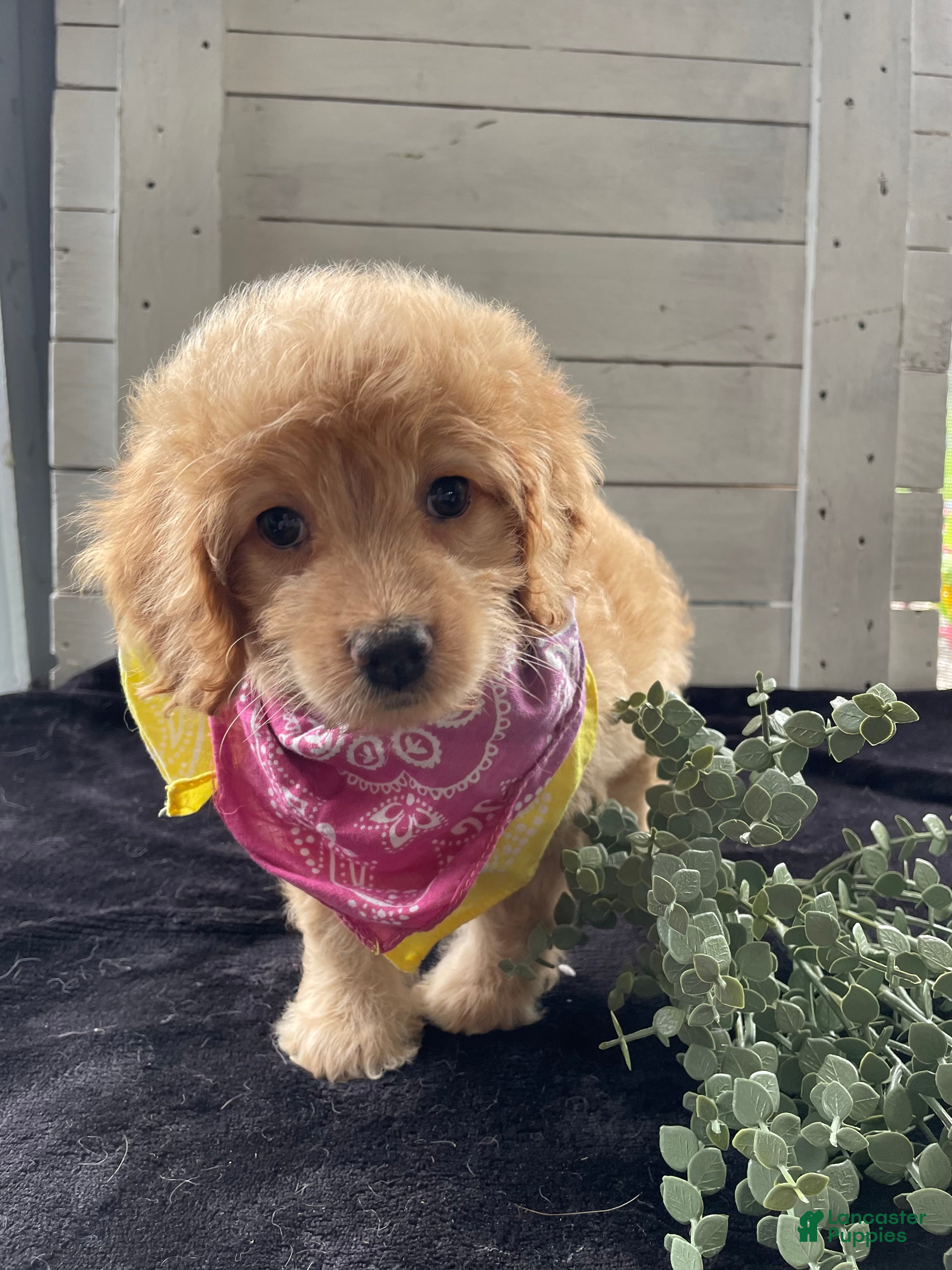 Cockapoo dogs for sale: Sweetie  - Ad 1