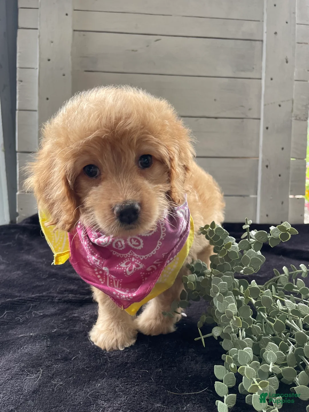Cockapoo dogs for sale: Sweetie  - Ad 1