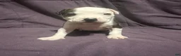 Mixed Breed dogs for sale: Mixed Pit Blue - Ad 2