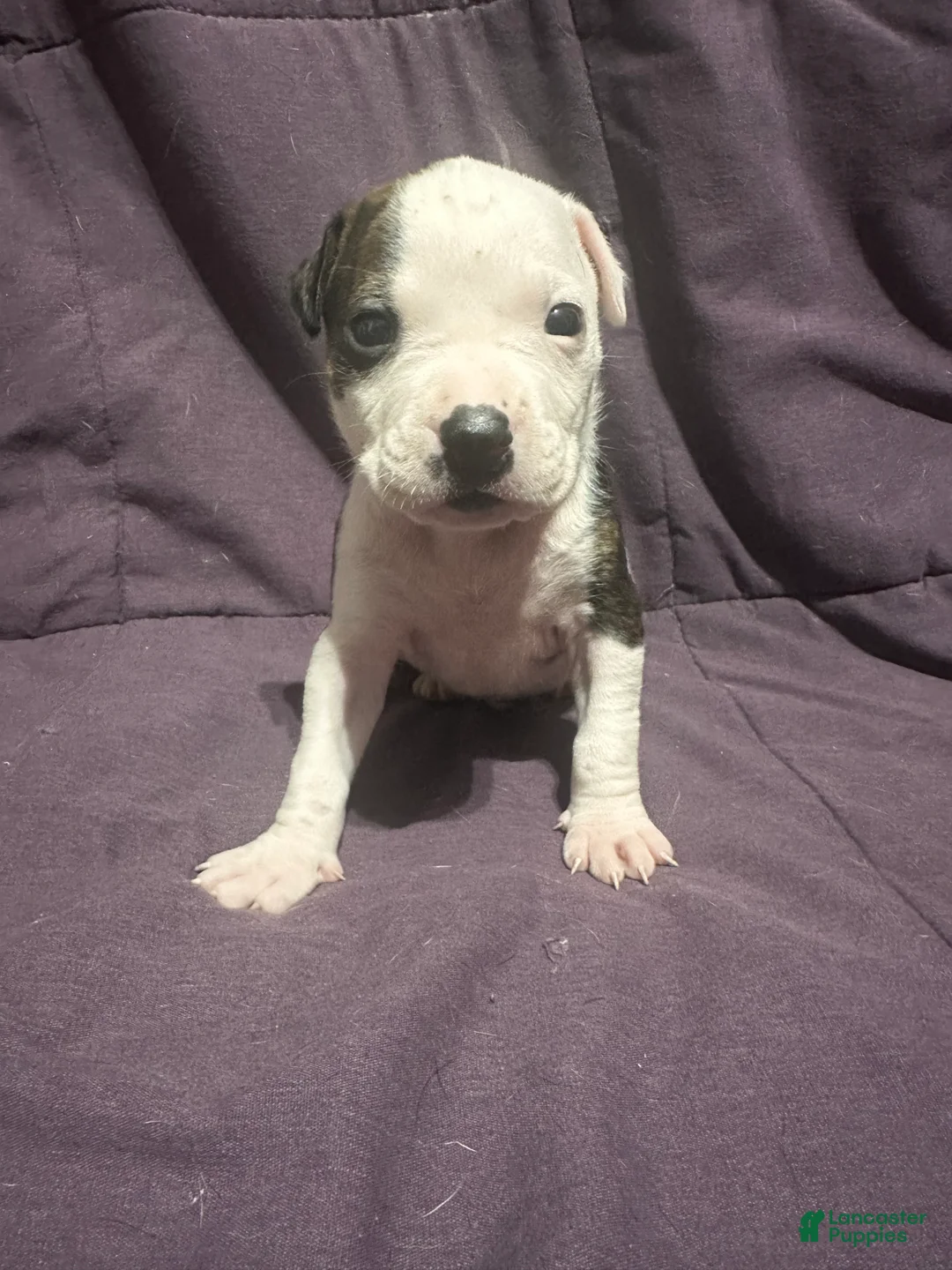 Mixed Breed dogs for sale: Mixed Pit Blue - Ad 2