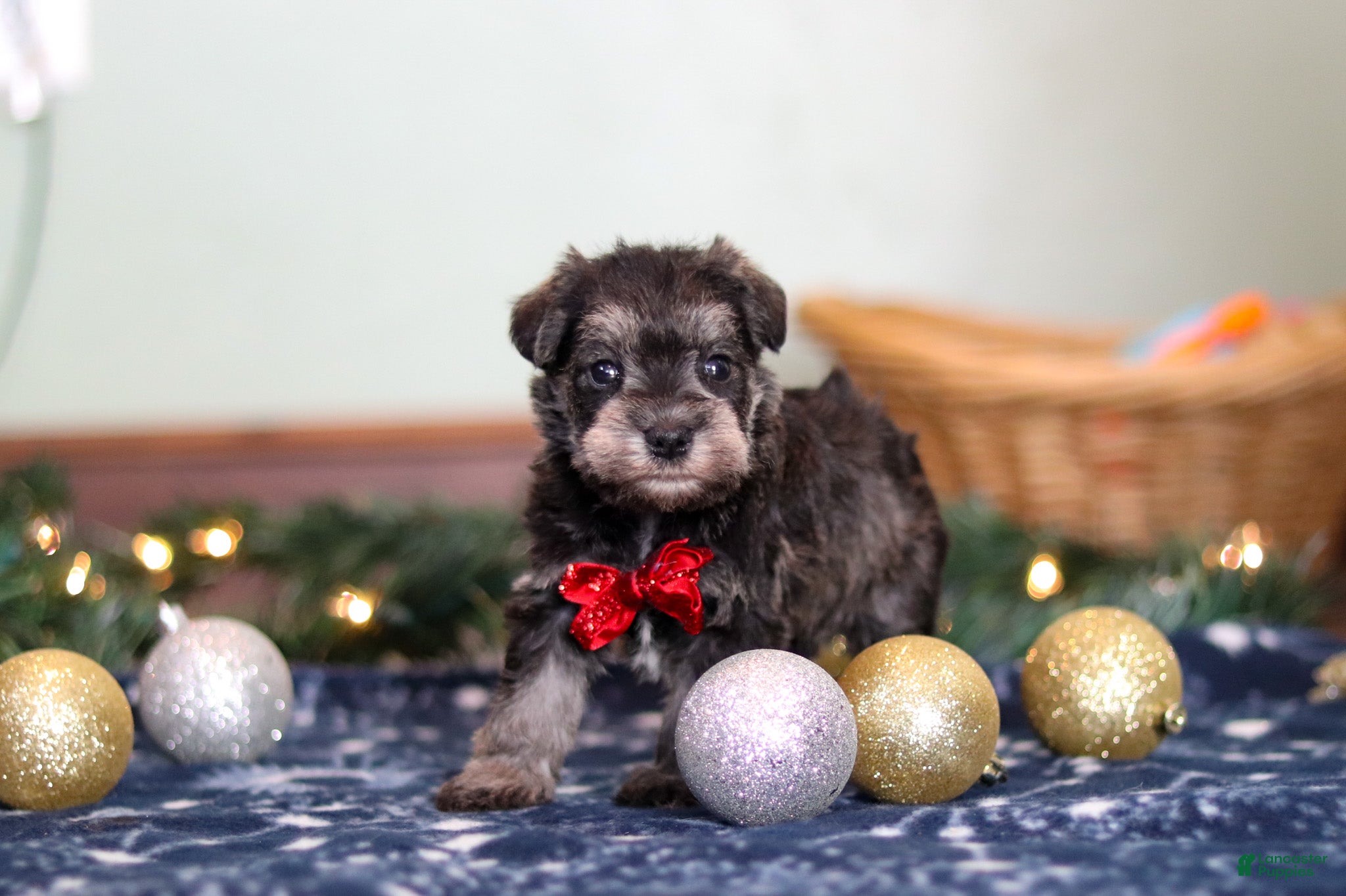 Miniature Schnauzer dogs Trace - Ad 5