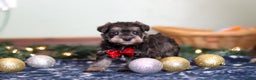 Miniature Schnauzer dogs for sale: Trace - Ad 1