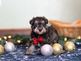 Miniature Schnauzer dogs Trace - Ad 1